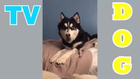 Funny Videos 2020 It's time to LAUGH with Dog's life