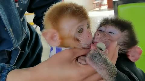 Two little monkeys are snatching food