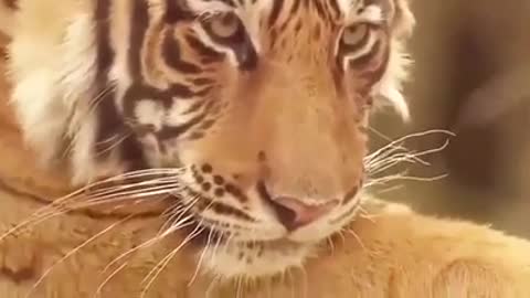 Tiger hunting