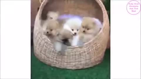 Cute and Funny Dogs and Puppies Compilation Cute Animal
