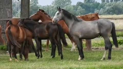 wonderful horses