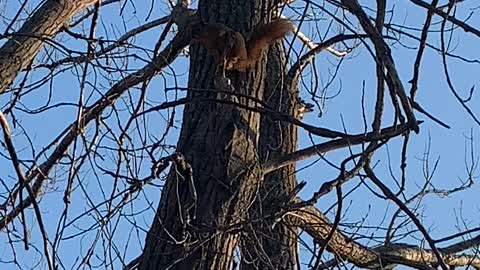 Angry Squirrel