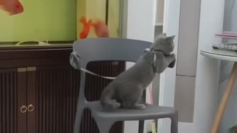 🤣Funny Animals 2023🐕🐈Dogs and Cats #12