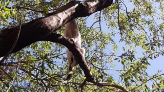 A cat playing in an almond tree