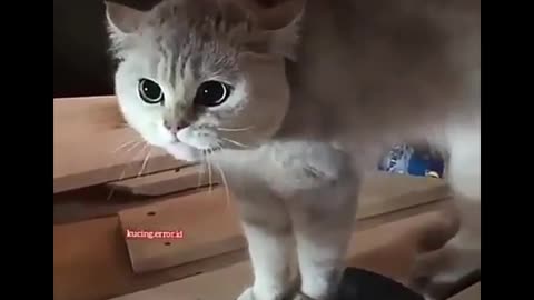 You should know this is how a cat reacts when angry