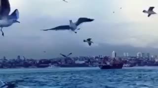 Bosphorus Strait Birds