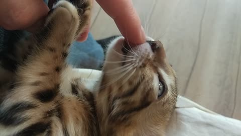 Cat sucks finger