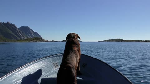 The dog is roaming and playing in the sea