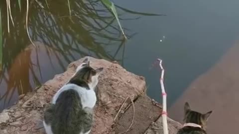 Cats Get Ready To Help Owner Catch Fish.
