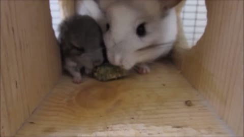 cute chinchillas eating