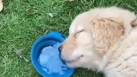 Drowsy Dog Keeping Its Fluids Up