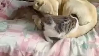 This Cat Loves Getting A play Before Bedtime!
