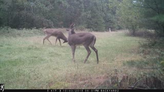 Bucks Sparring Fall 2019