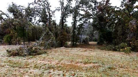 Ice Storm Trees Crashing! Widespread Damage!!!
