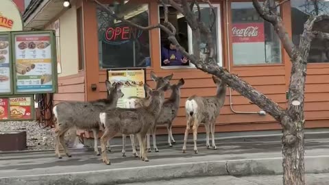 Deer Line Up At Drive Thru For Tacos