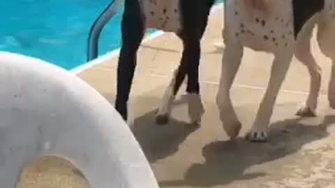 Boxer sisters share their pool toy