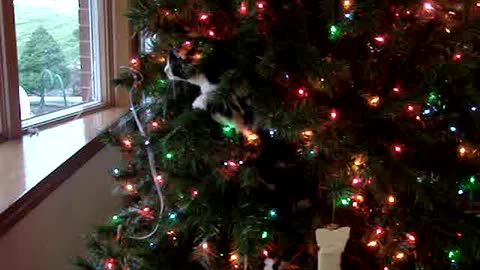 Cat makes Christmas tree her own personal play toy