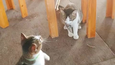 Feeding and playing cute cats