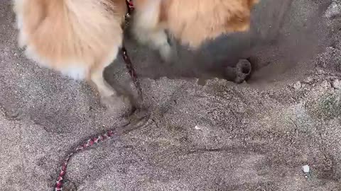 Funny Dog in beach digging and having fun