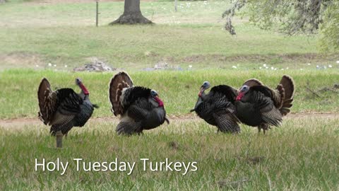 Holy Tuesday Turkeys