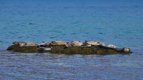 Seals resting on the rock