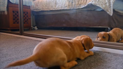 Funny dog in mirror playing