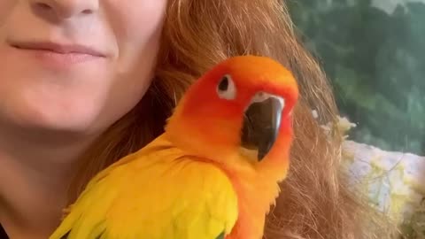 Parrot literally laughs out loud at his owner's joke