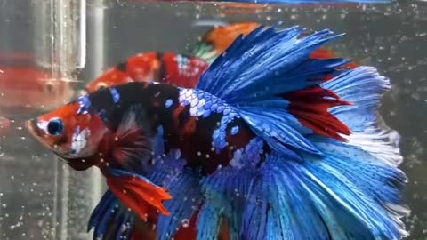 look at the beauty of this betta fish