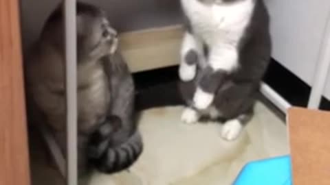 Cat trys to fight but ends up backing out