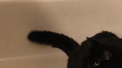 Fat Cat Bathtub Playtime