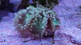90 Gallon Reef - 4 Months