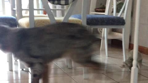 Tiny ferret chases puppy best friend