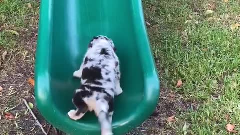 Aussie puppy repeatedly tries running up slide