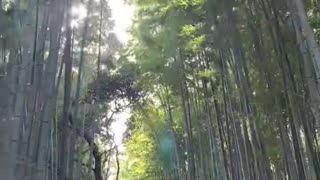 a bamboo grove1
