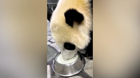 Adorable Moment Cute Panda Baby Crawls Out From Hiding Place To Drink Milk