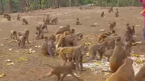 Feeding monkey is an interesting job