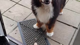 Two Bernese Mountain Dogs cannot decide if they want to be in or out