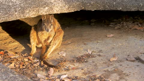 Cute rock wallaby marsupial kangaroo animal Australia