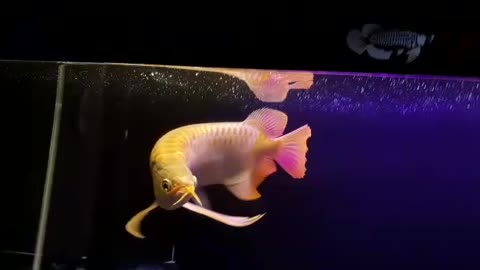 RARE AROWANA fish in the world, amazing and expensive arowana