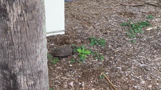 Very young gopher tortoise