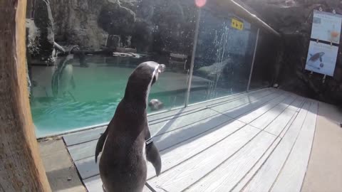 Nacho the Penguin Meets Marine Mammals
