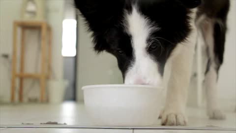 Dog drinking food