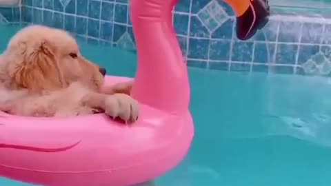 Puppy having fun in the pool 😄