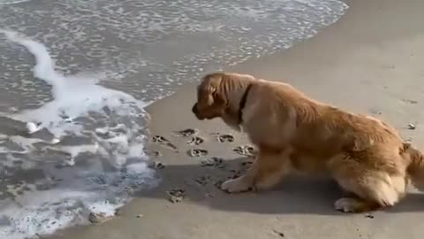 Funny Dog First Time on the Beach