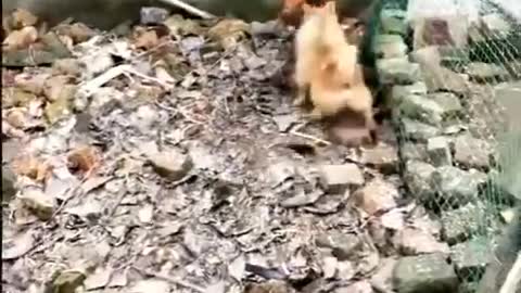 CHICKEN VS DOG FIGHT - FUNNY COMPILATION PART 1