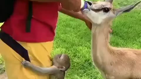 Deer drinking milk | animal video