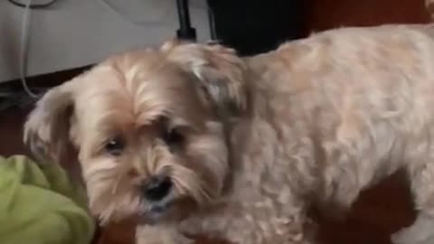 dog slow motion