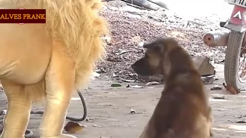 Funny Prank Fake Lion and Fake Tigrer Prank For Dog