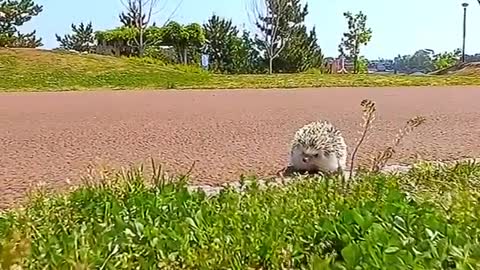 hedgehog moves so quickly on the grass