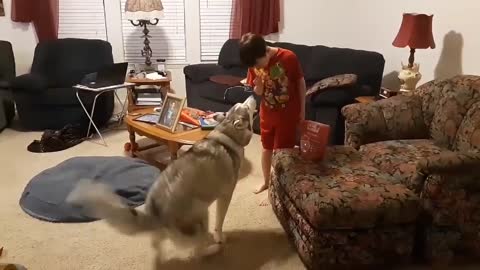 Husky Follows Owner For Chocolate Bars